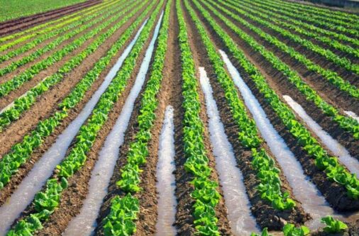 آبیاری مزارع کشاورزی با فاضلاب ممنوع