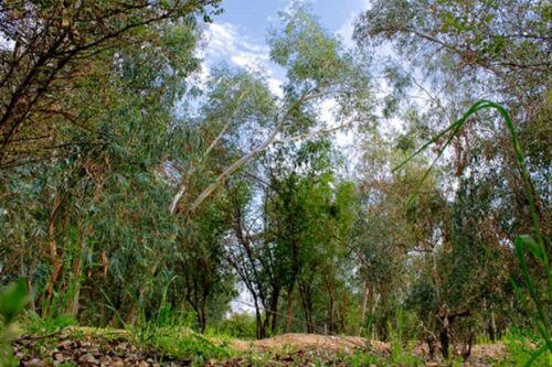 پارک جنگلی لاله دزفول وضعیت مناسبی ندارد